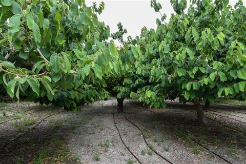 Finca i Motril, Granada, Motril - € 268.000 | Ref: 246 - foto 8